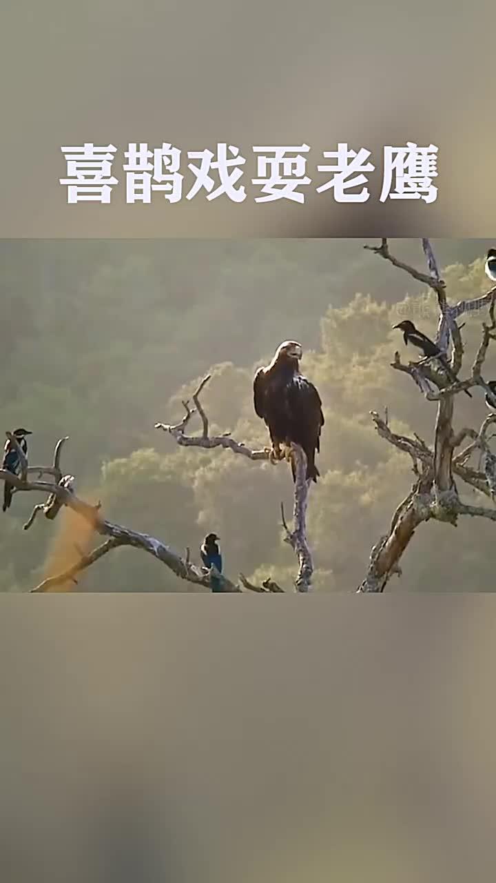 包含老鹰意外胜出，球队前景一片光明的词条