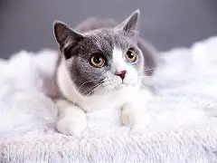 猫尼加凯阿该前锋前卫留兰驱实战老鹰