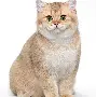 猫尼加凯阿该前锋前卫留兰驱实战老鹰